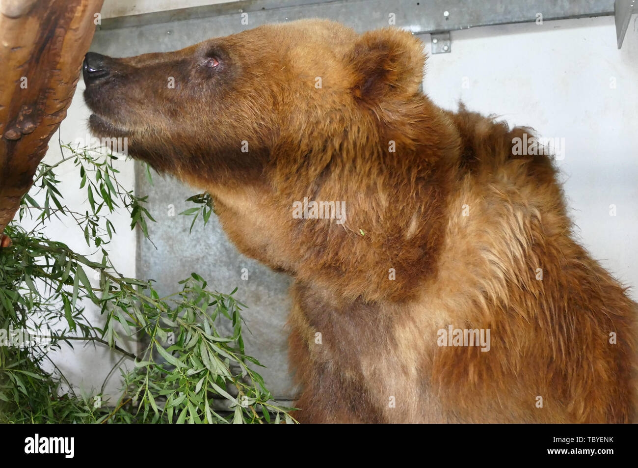 04 June 2019 Thuringia Worbis Bear Doro Has Arrived At The Bear Park In Worbis A 28 Year Old Female Bear From A Zoo In Spain Has Found Her Retirement Home In