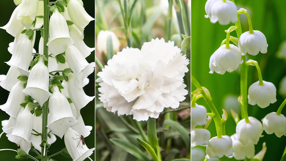 25 Types Of White Flowers Petal Talk