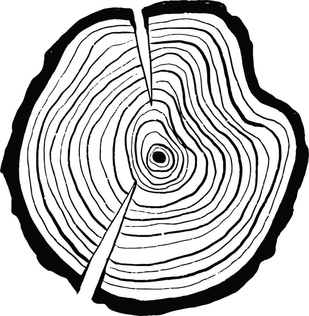 5 Fascinating Things We Can Learn From Tree Rings Let s Go Avocado 