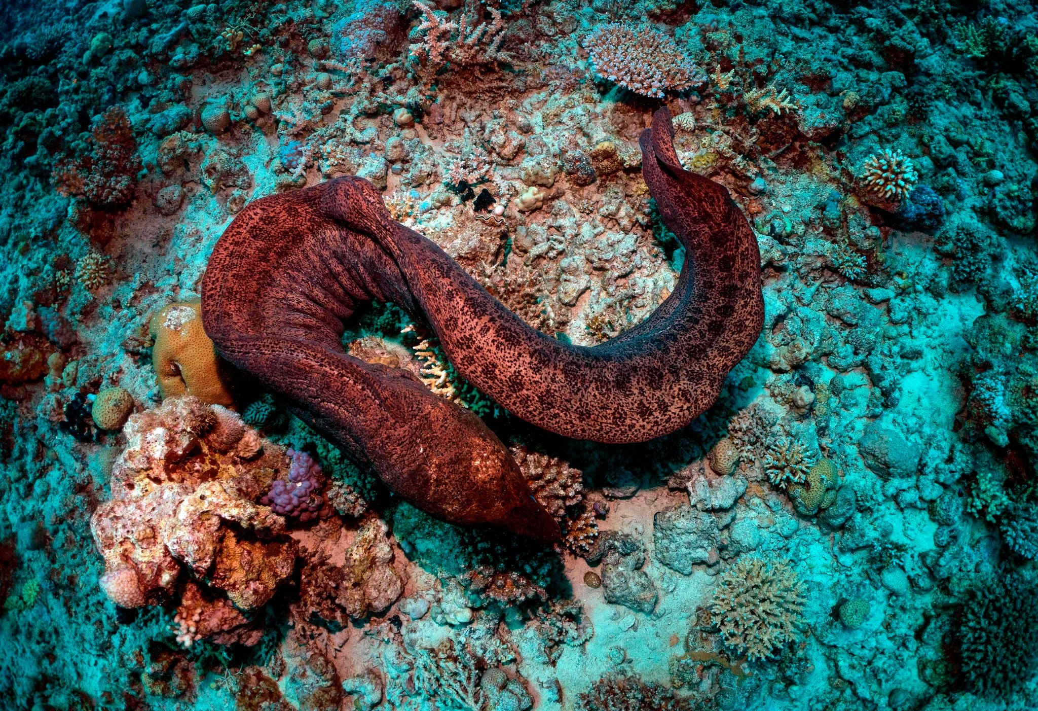 A Long History In Ichthyology The New York Times