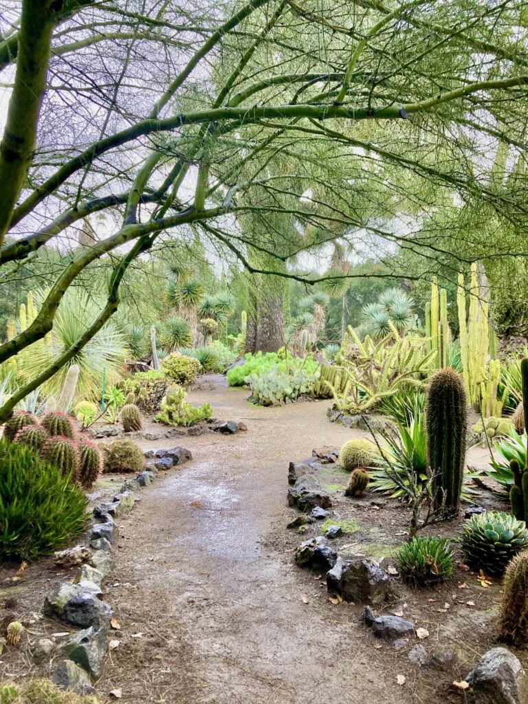 shade in the desert crossword