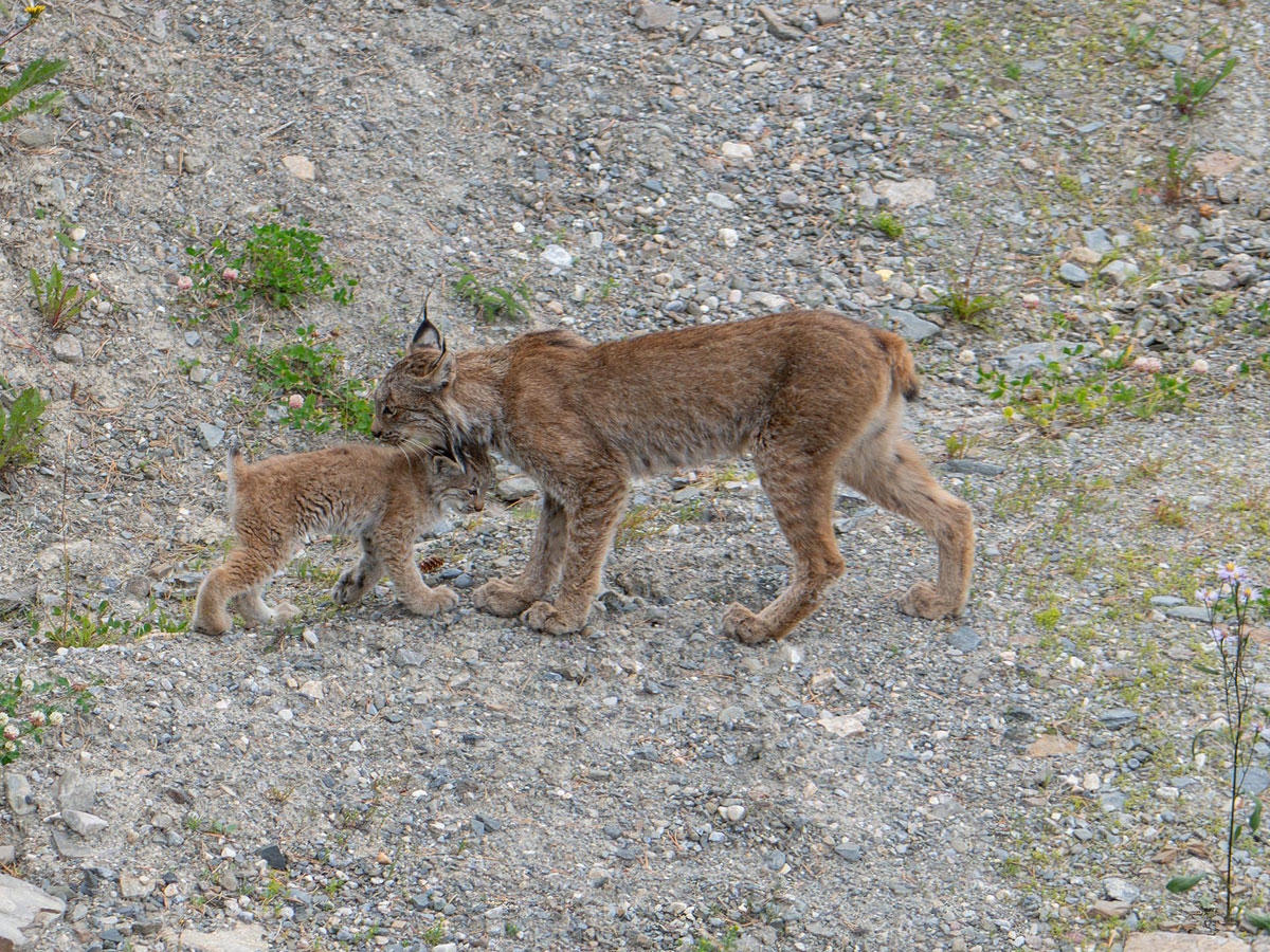 Animals You May Spot In Banff National Park Ski Louise