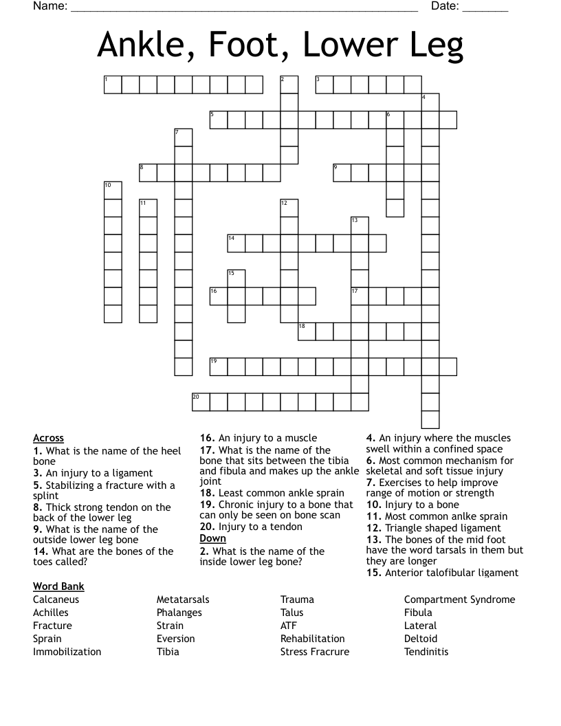 Ankle Foot Lower Leg Crossword WordMint