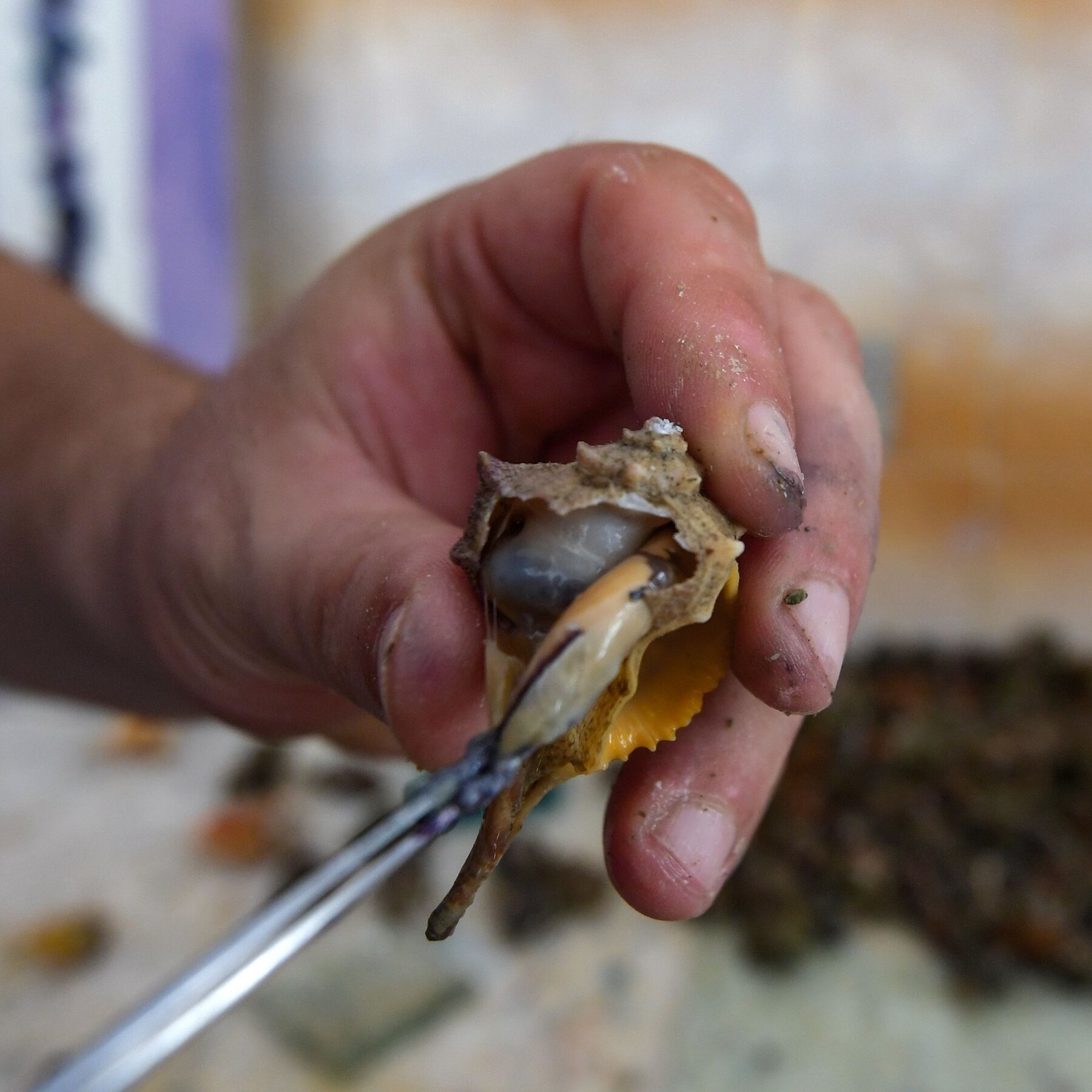 Archaeologists Reveal An Ancient Factory Of Purple Dye The New York Times