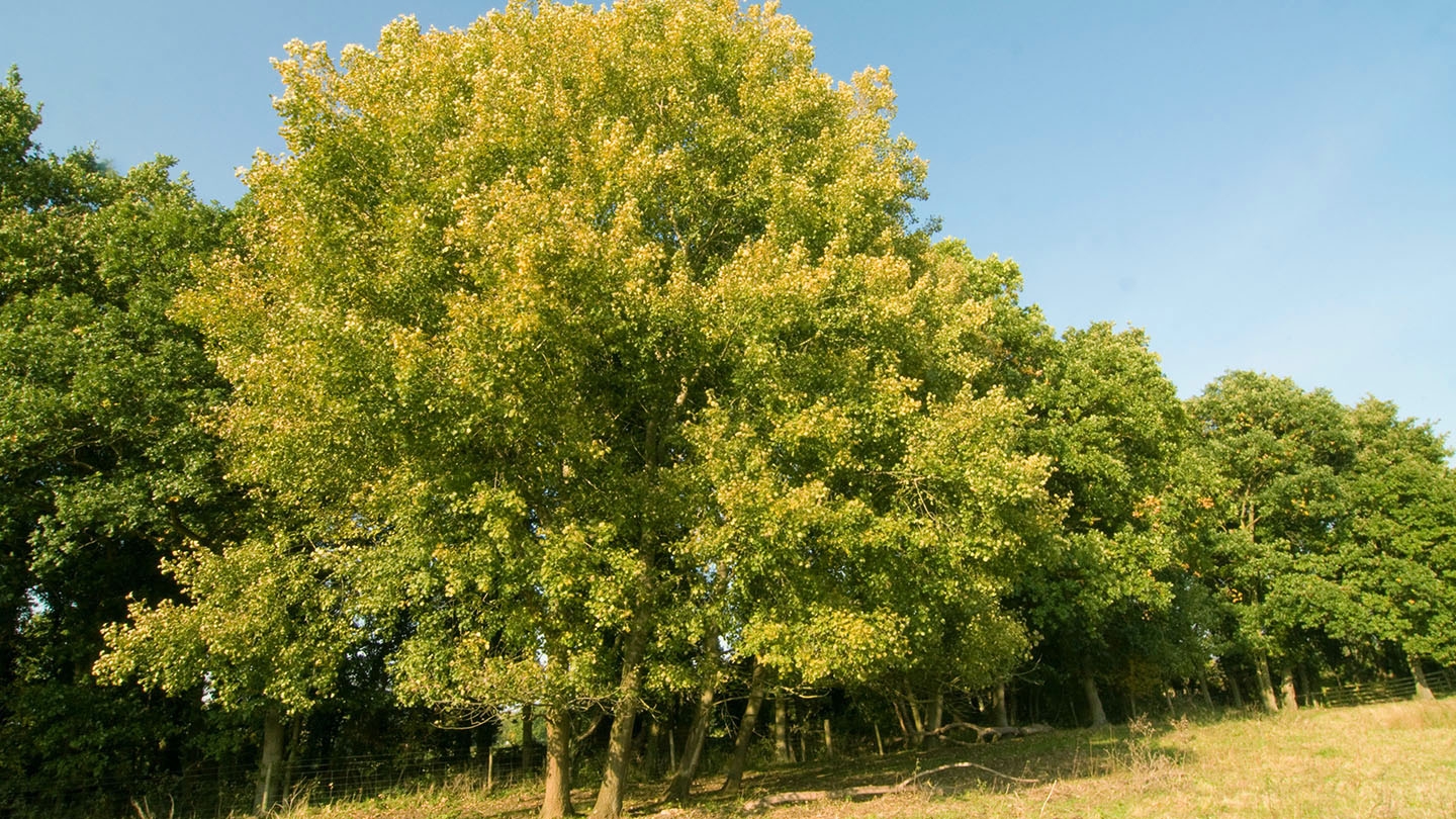 Aspen Populus Tremula British Trees Woodland Trust