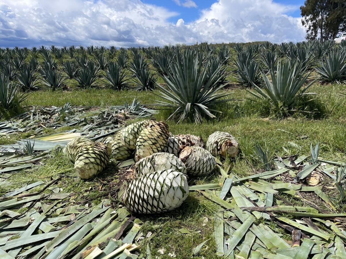 Can Agave Help Solve California s Agricultural Dilemma Some Farmers Are Betting Big Los Angeles Times