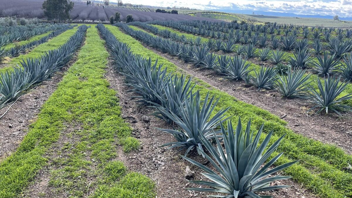 Can Agave Help Solve California s Agricultural Dilemma Some Farmers Are Betting Big Los Angeles Times