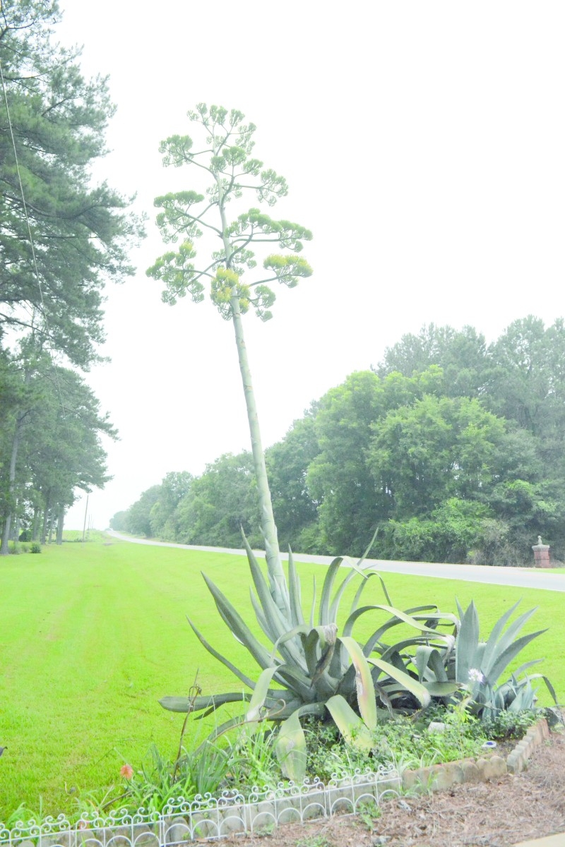 Century Plant In Bloom The Greenville Standard