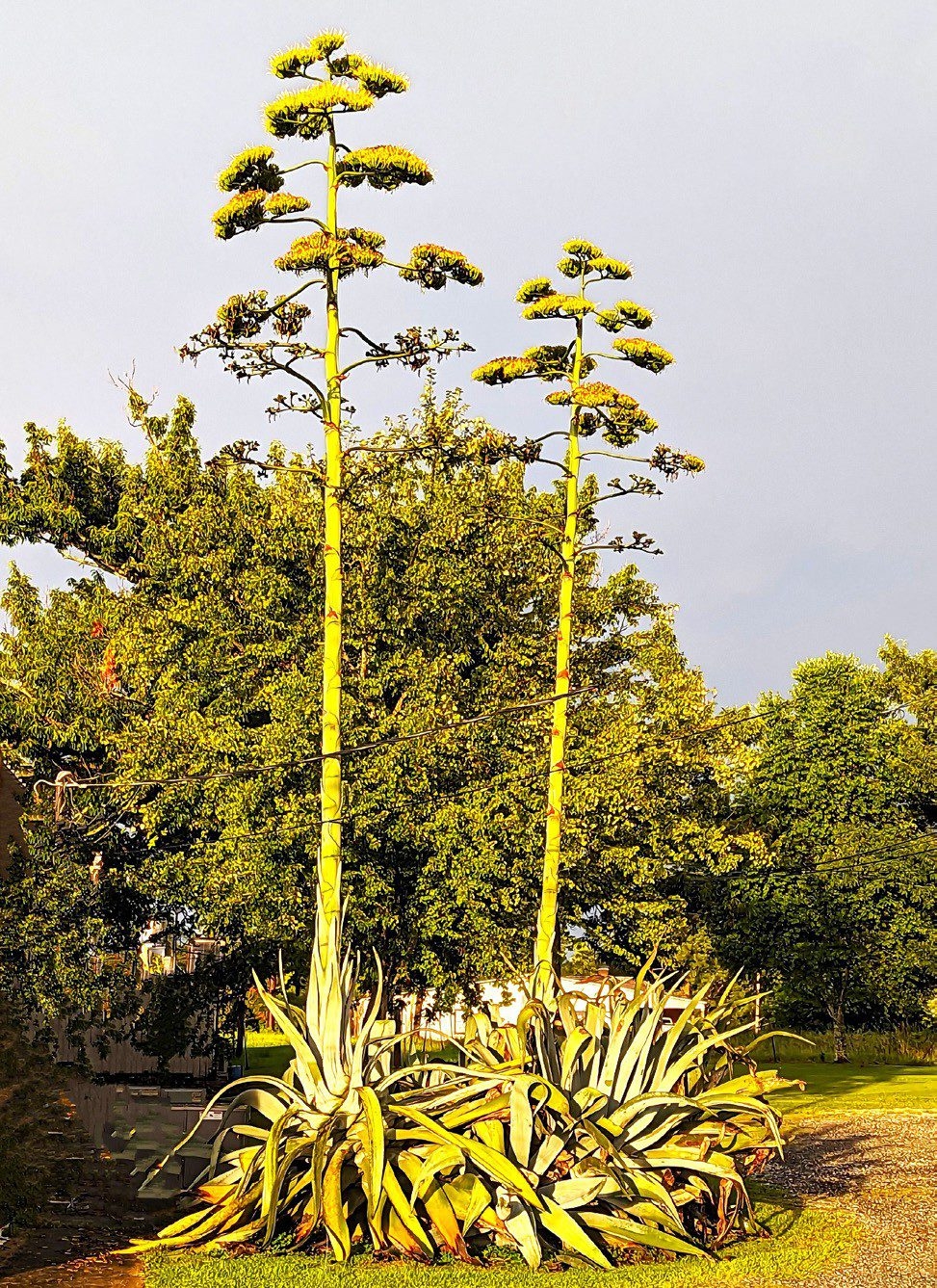 Century Plants In Bloom Early County News