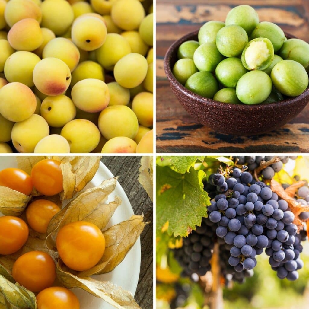 Complete List Of Fruits That Start With The Letter U 1 Is So Ugly 