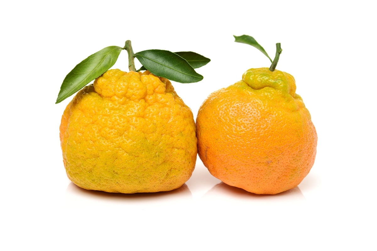 Complete List Of Fruits That Start With The Letter U 1 Is So Ugly 