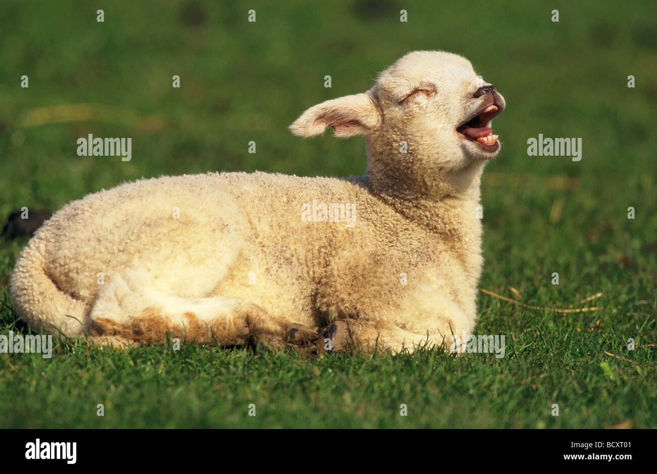 Crying Lamb Sheep Hi res Stock Photography And Images Alamy Crying Lamb Sheep Hi res Stock Photography And Images Alamy