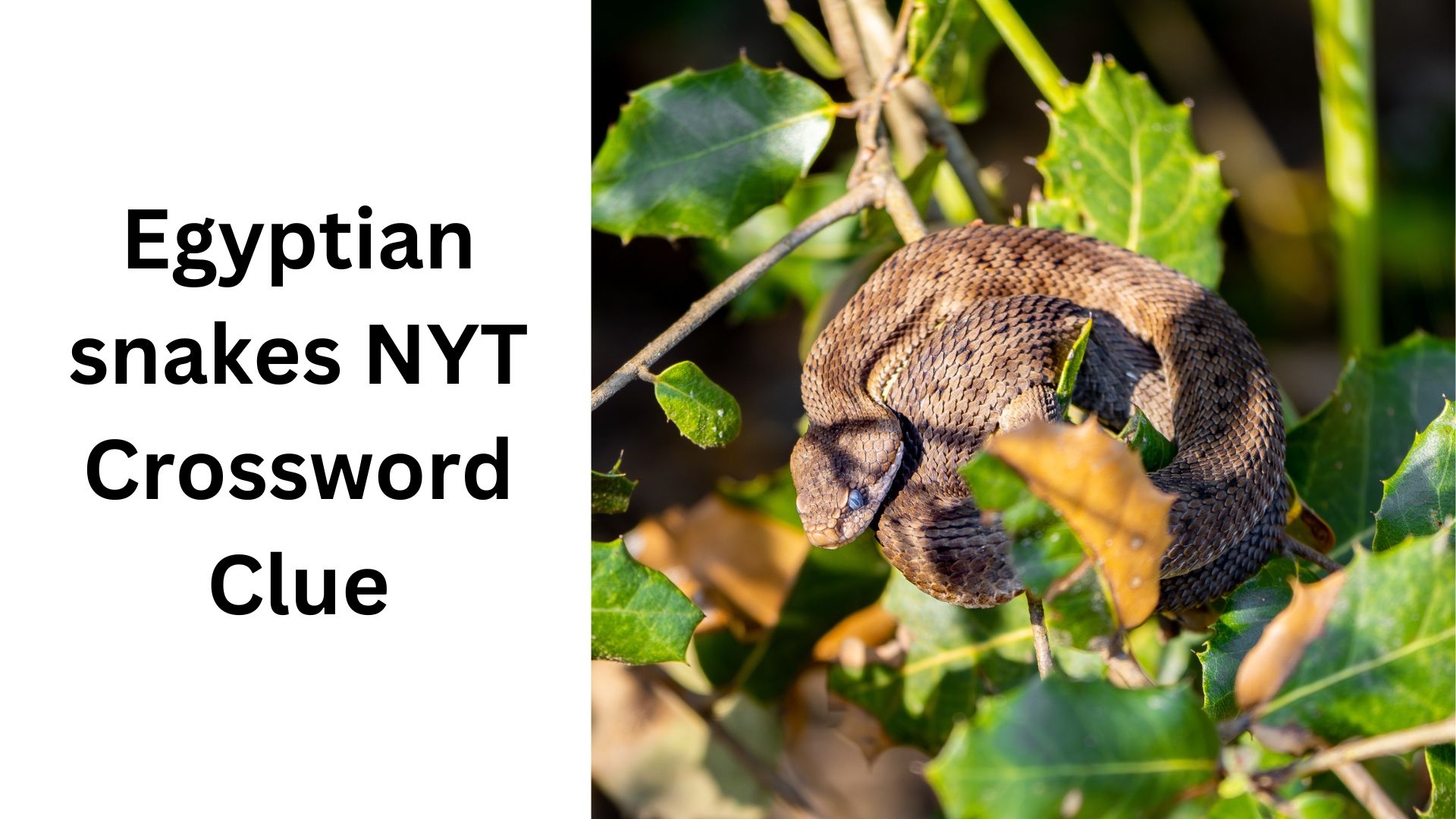 Egyptian Snakes NYT Crossword Clue September 29 2024