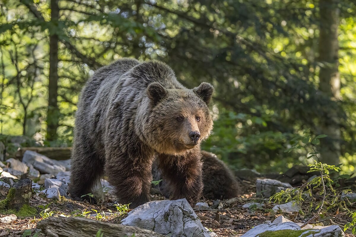 Eurasian Brown Bear Wikipedia