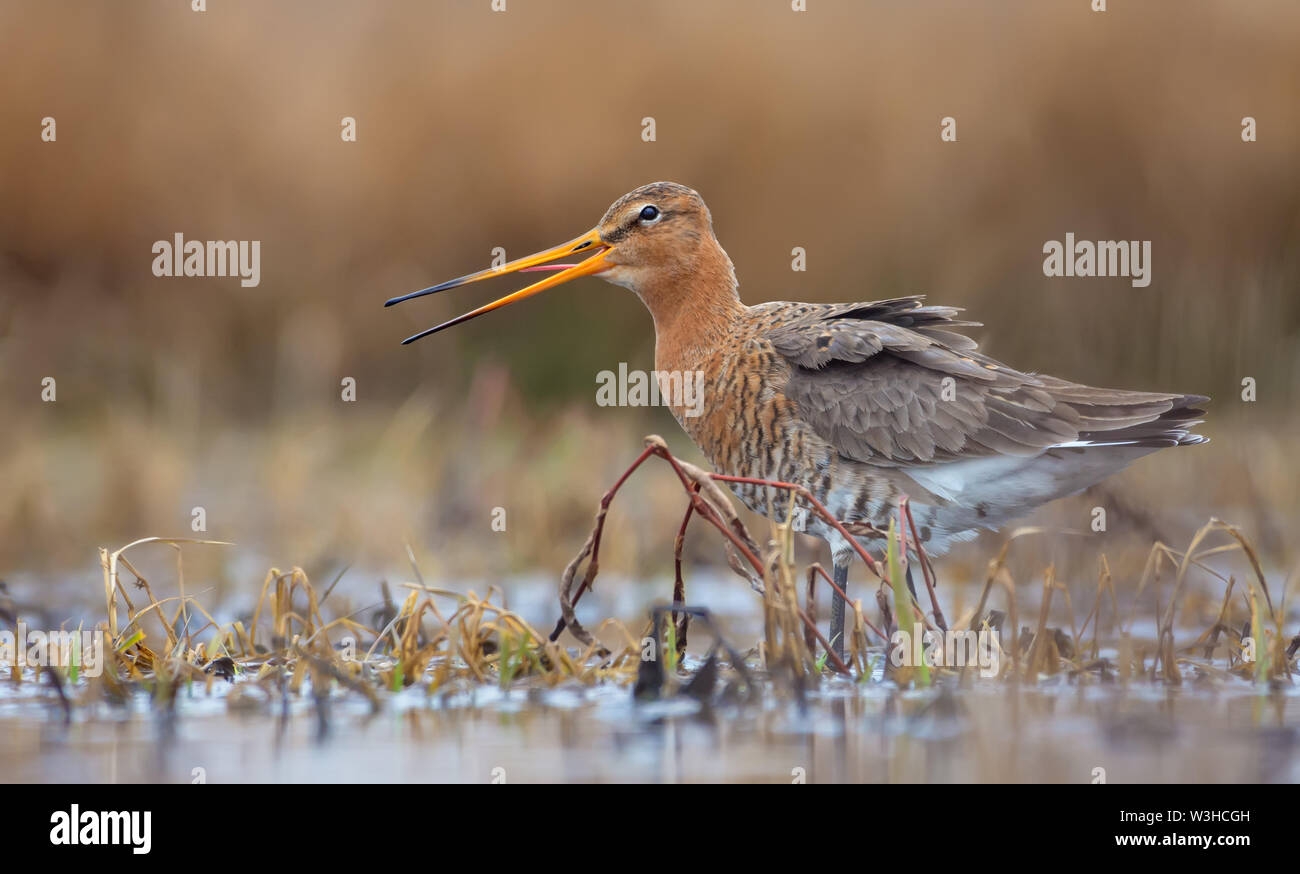 Excited Cry Hi res Stock Photography And Images Alamy