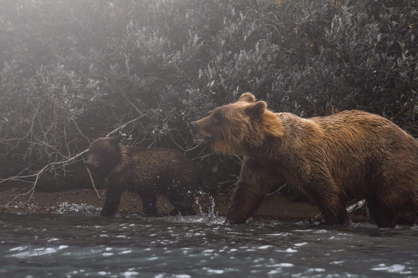 Female Brown Bear Sarousse Killed In Spanish Pyrenees