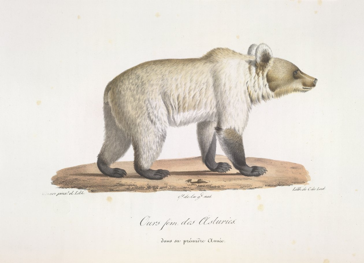 Female Spanish Brown Bear From Histoire Naturelle Des Mammif res
