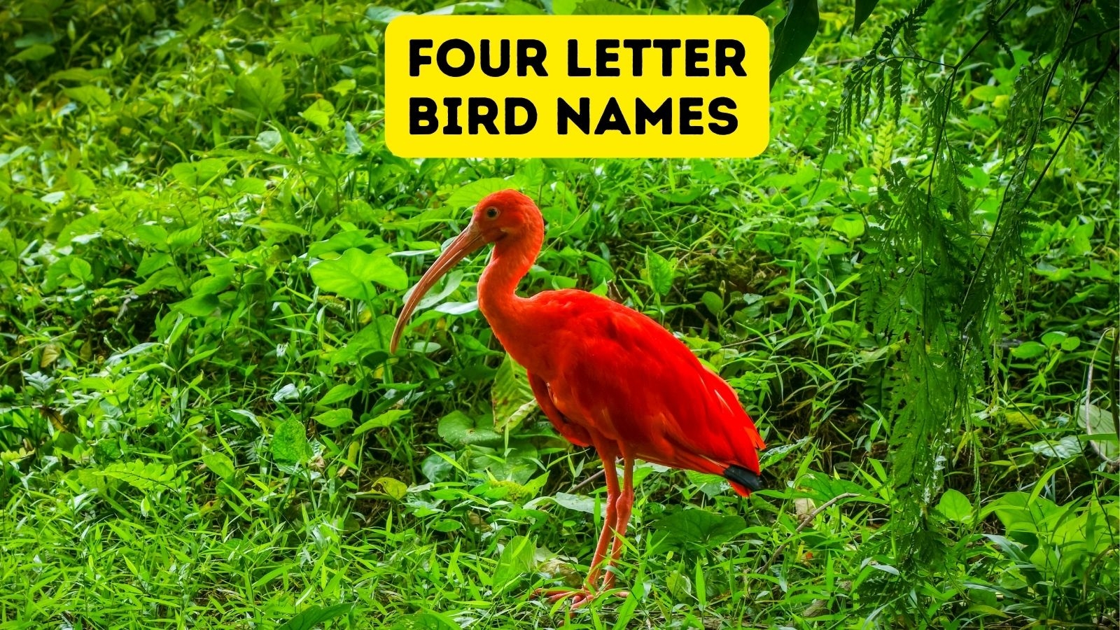 Four Letter Bird Names Four Letter Bird Names