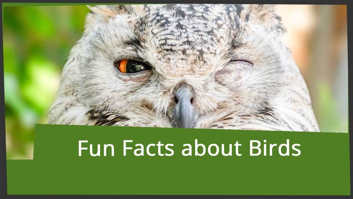 Fun Bird Facts For Crossword Puzzle Lovers Word grabber Fun Bird Facts For Crossword Puzzle Lovers Word grabber