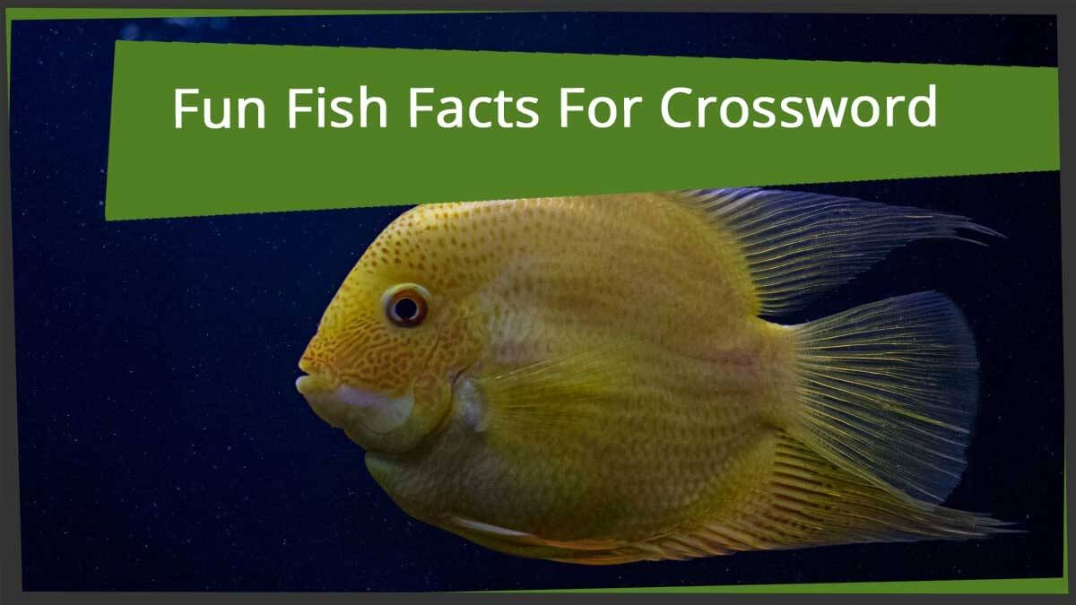 Fun Fish Facts For Crossword Puzzle Lovers Word grabber