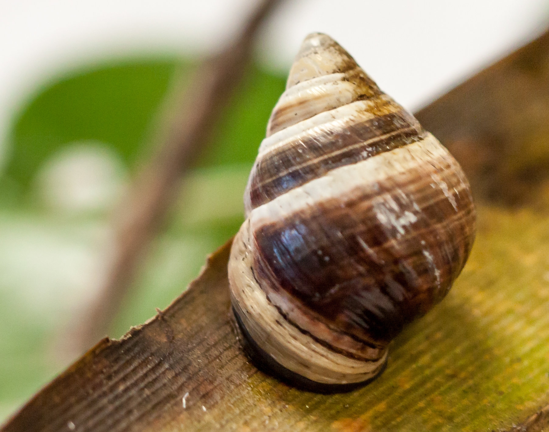 George The Snail Believed To Be The Last Of His Species Dies At 14 In Hawaii The New York Times
