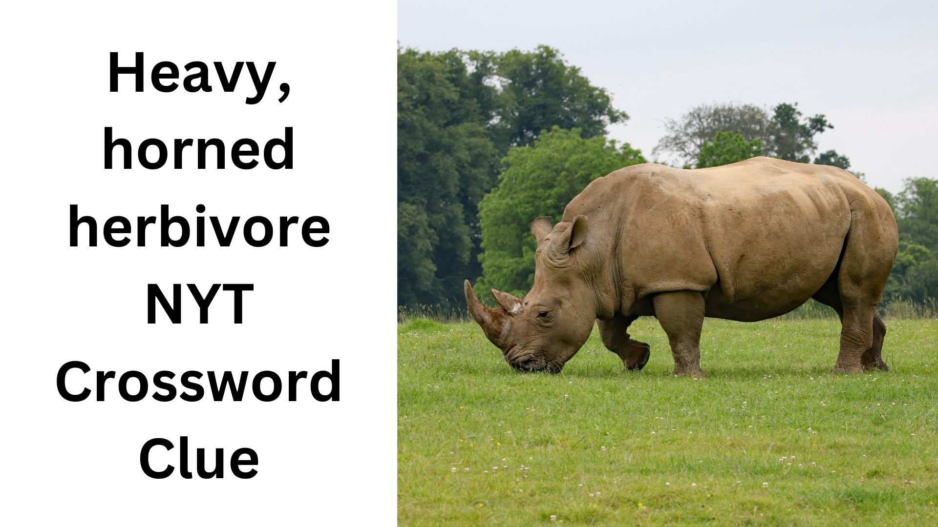 Heavy Horned Herbivore NYT Crossword Clue December 2 2024