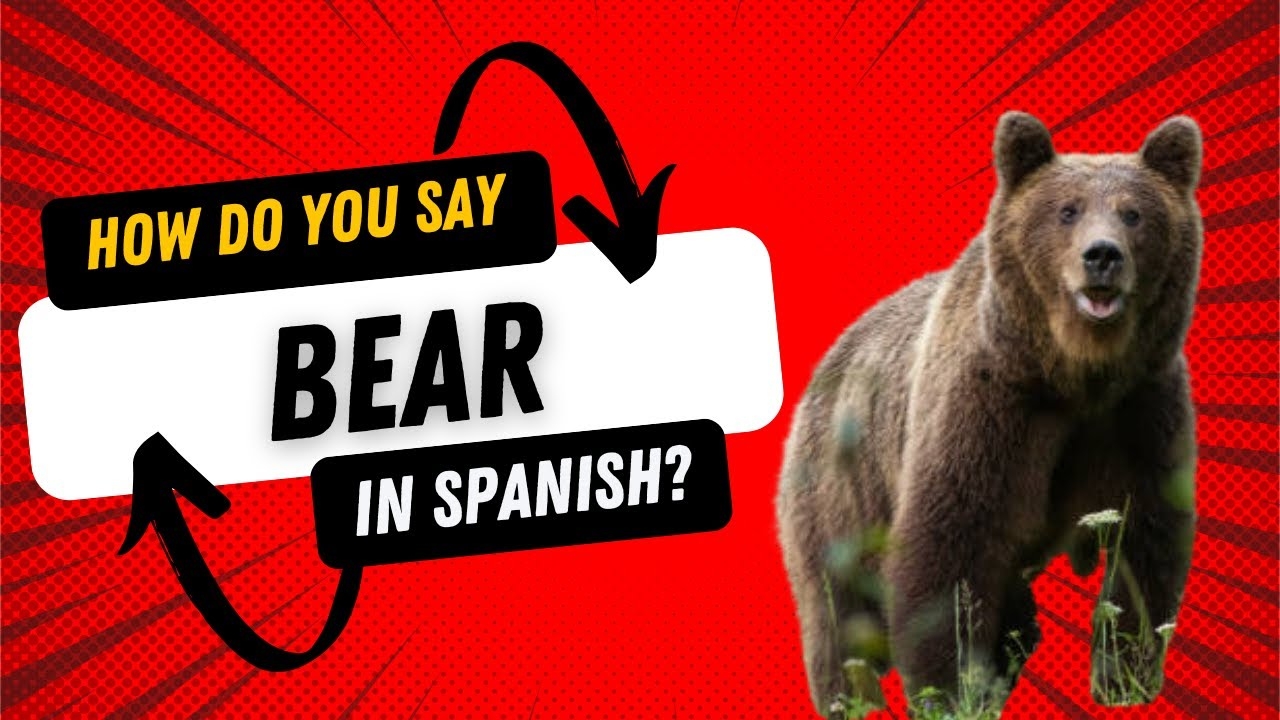 How Do You Say Bear In Spanish Master The Art Of Saying Bear In Spanish Like A Native YouTube