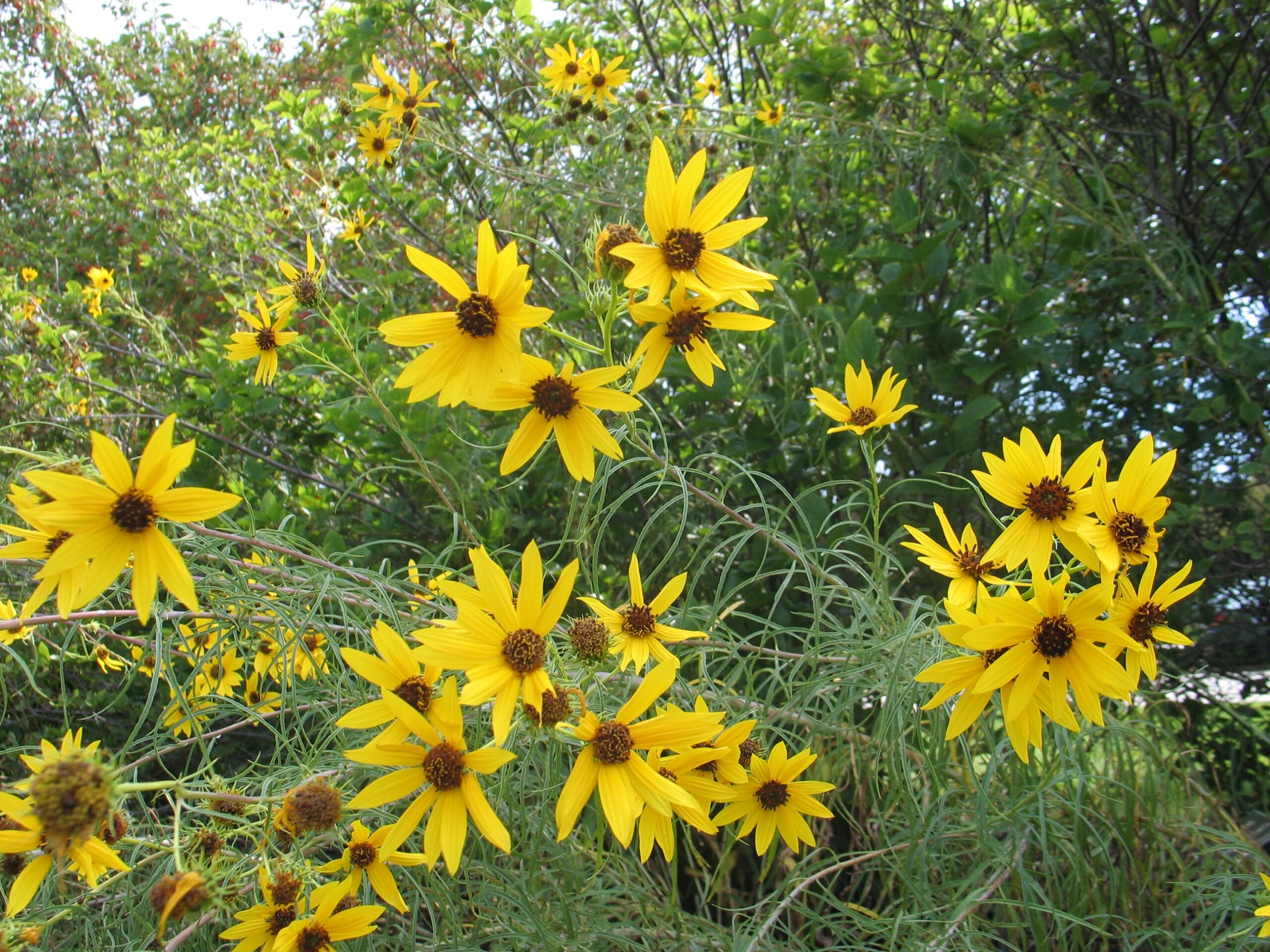 Kansas Is The Sunflower State Dyck Arboretum Kansas Is The Sunflower State Dyck Arboretum