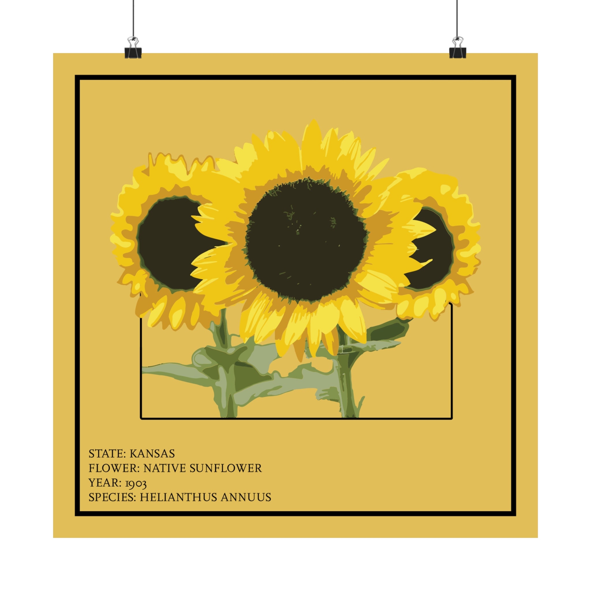 what is kansas state flower what is kansas state flower