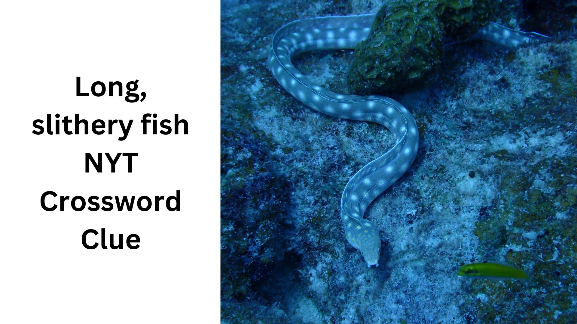 Long Slithery Fish NYT Crossword Clue September 28 2024