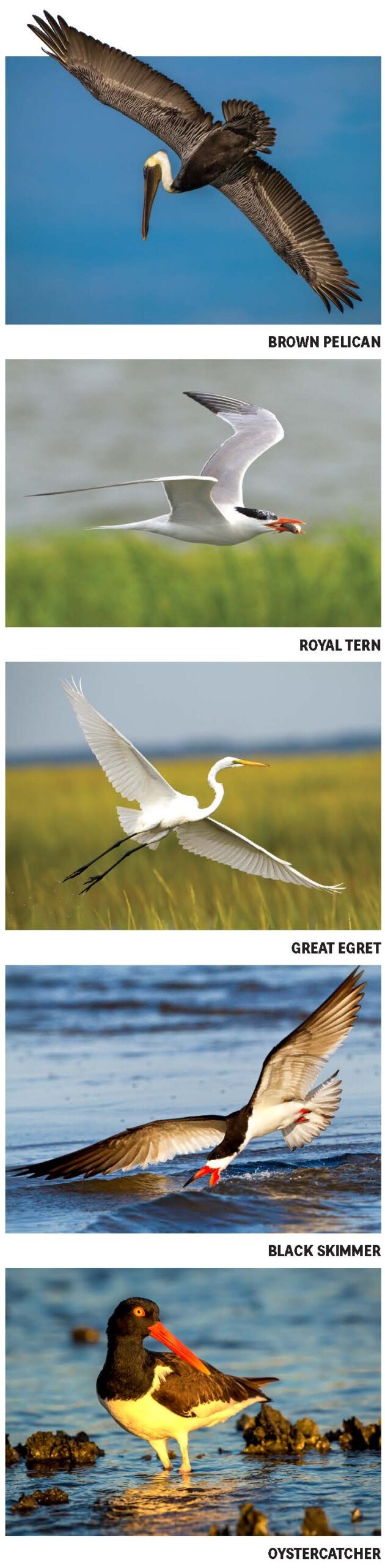 Lowcountry Waterbirds LOCAL Life SC Hilton Head Island Bluffton