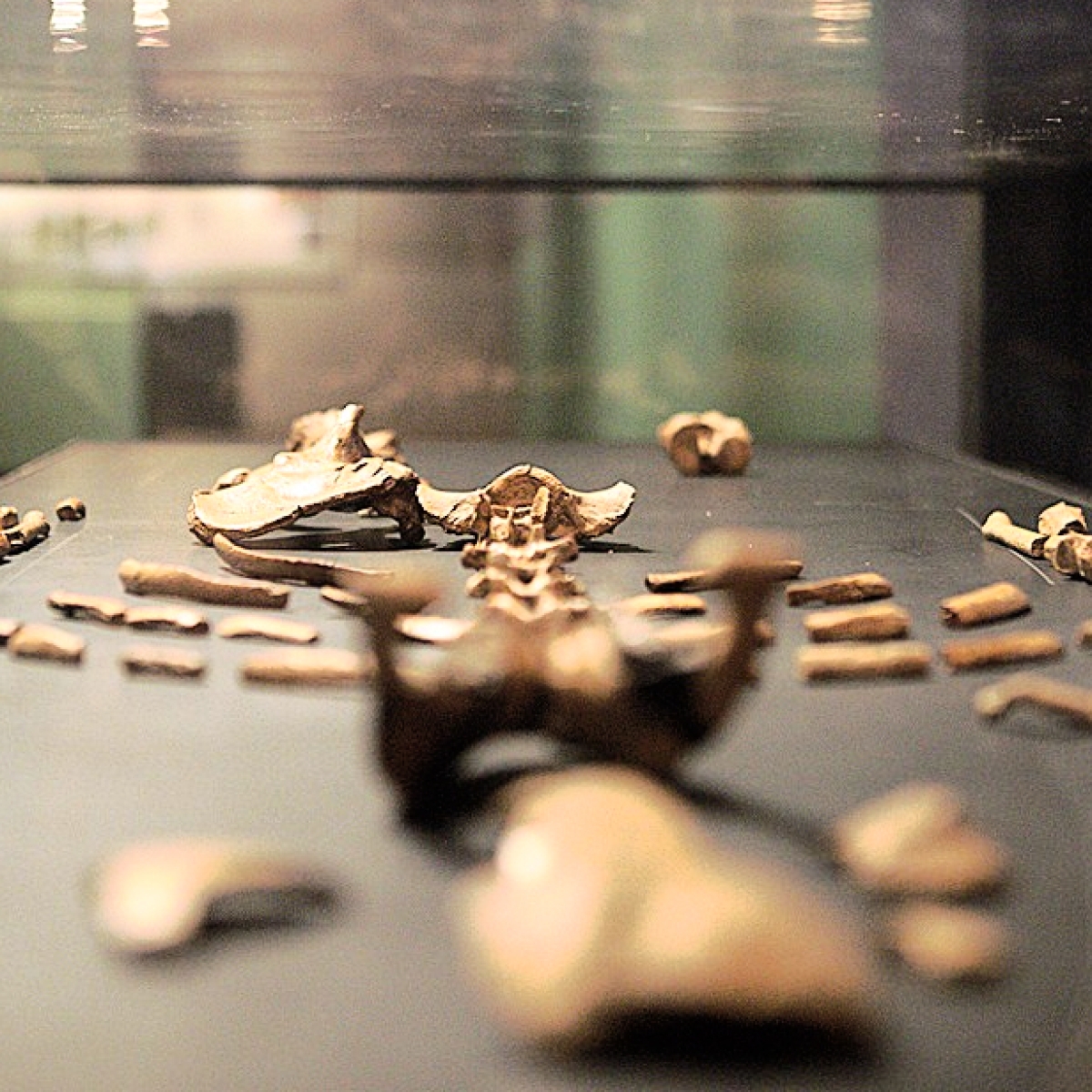 Lucy Our Early Human Ancestor May Have Died After Falling From A Tree Mashable