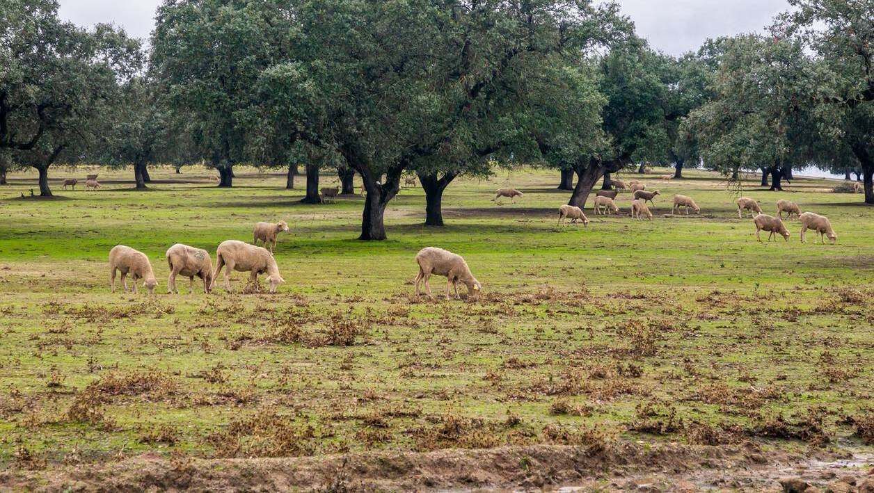 Make Sure You re Ready As Season s First Fluke Cases Emerge Make Sure You re Ready As Season s First Fluke Cases Emerge