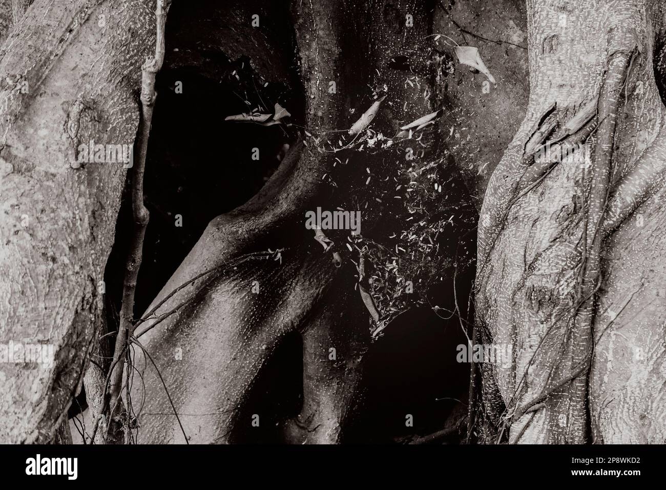 Monochrome Black And White Vintage Look Hi res Stock Photography And Images Alamy