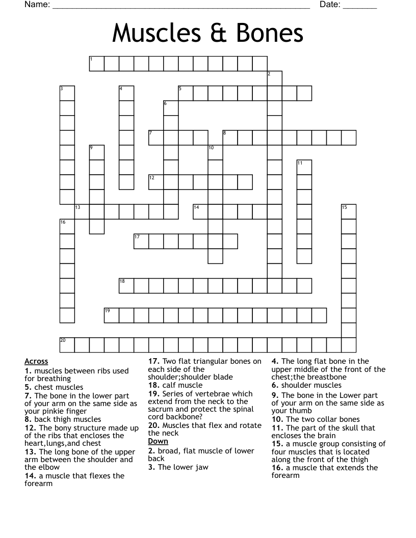 Muscles Bones Crossword WordMint