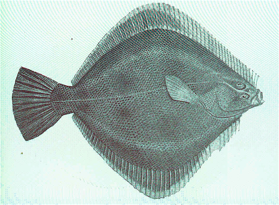New Zealand Sand Flounder Wikipedia