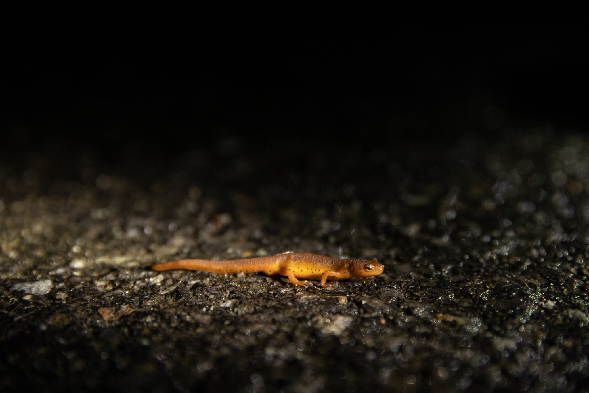 NYT Crossword Answers One named Singer Born Gabriella Sarmiento Wilson The New York Times NYT Crossword Answers One named Singer Born Gabriella Sarmiento Wilson The New York Times