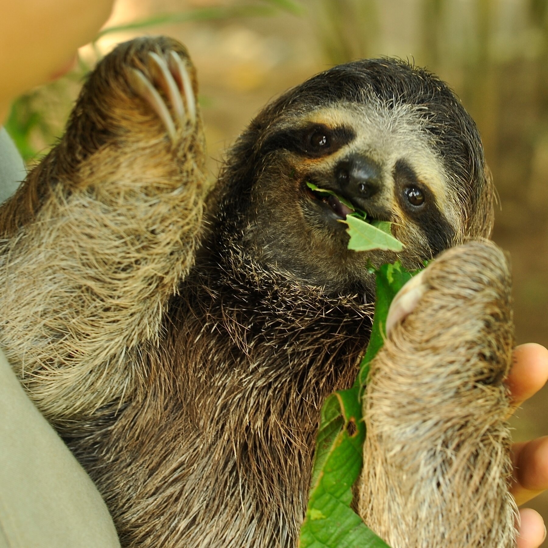 young lady crossword clue young lady crossword clue