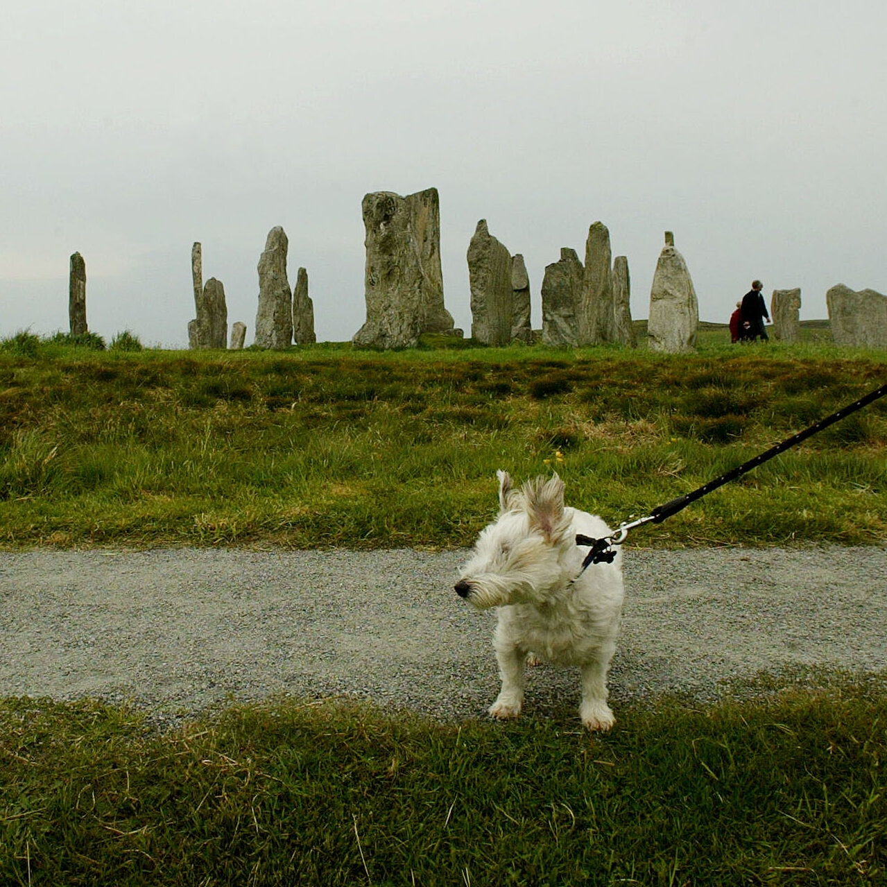 Over The Moon The New York Times