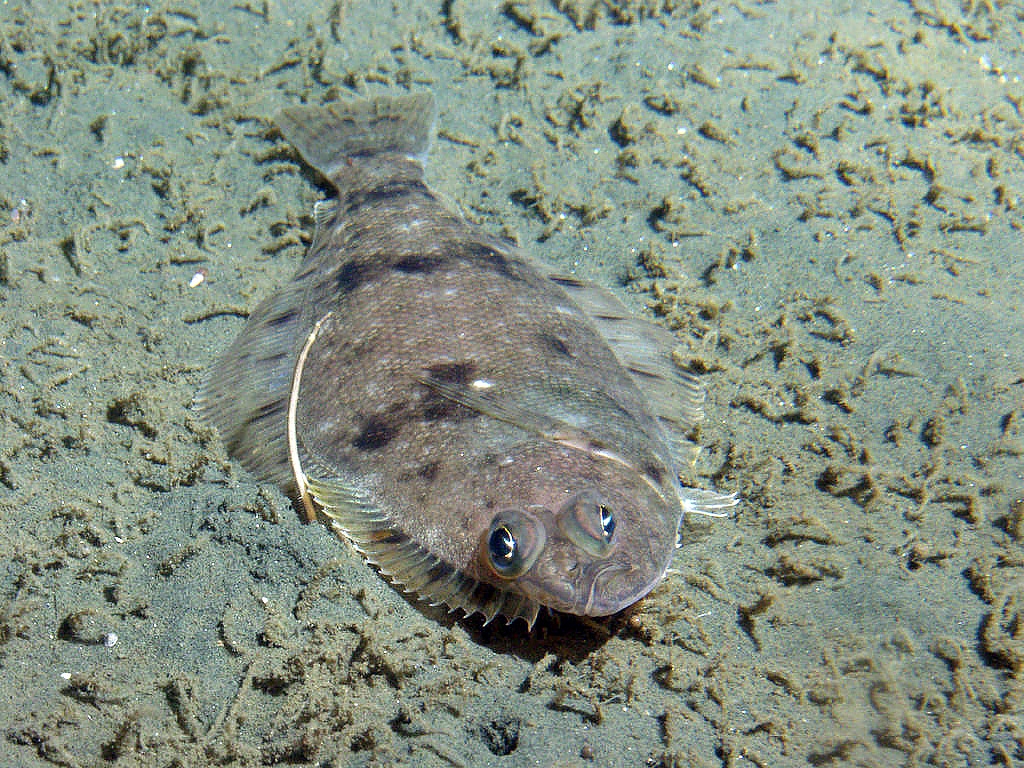 Pacific Flatfish Crossword