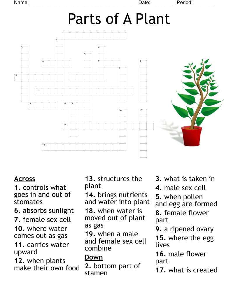 flower part crossword puzzle
