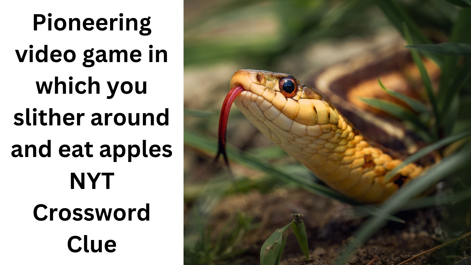 Pioneering Video Game In Which You Slither Around And Eat Apples NYT Crossword Clue September 6 2024
