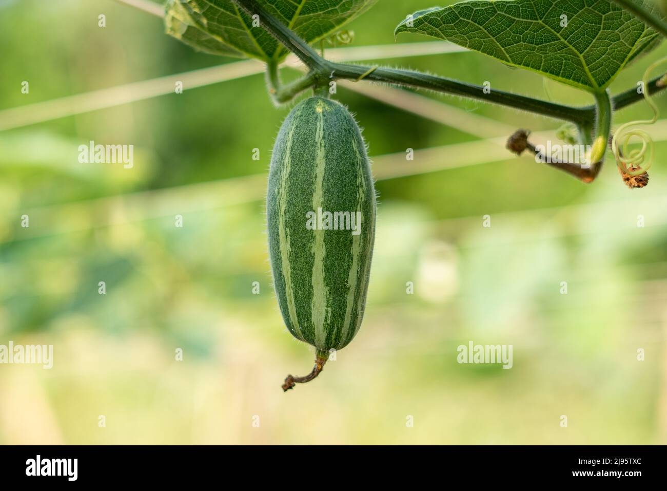 Pointed Arch Crossword Clue Hi res Stock Photography And Images Alamy