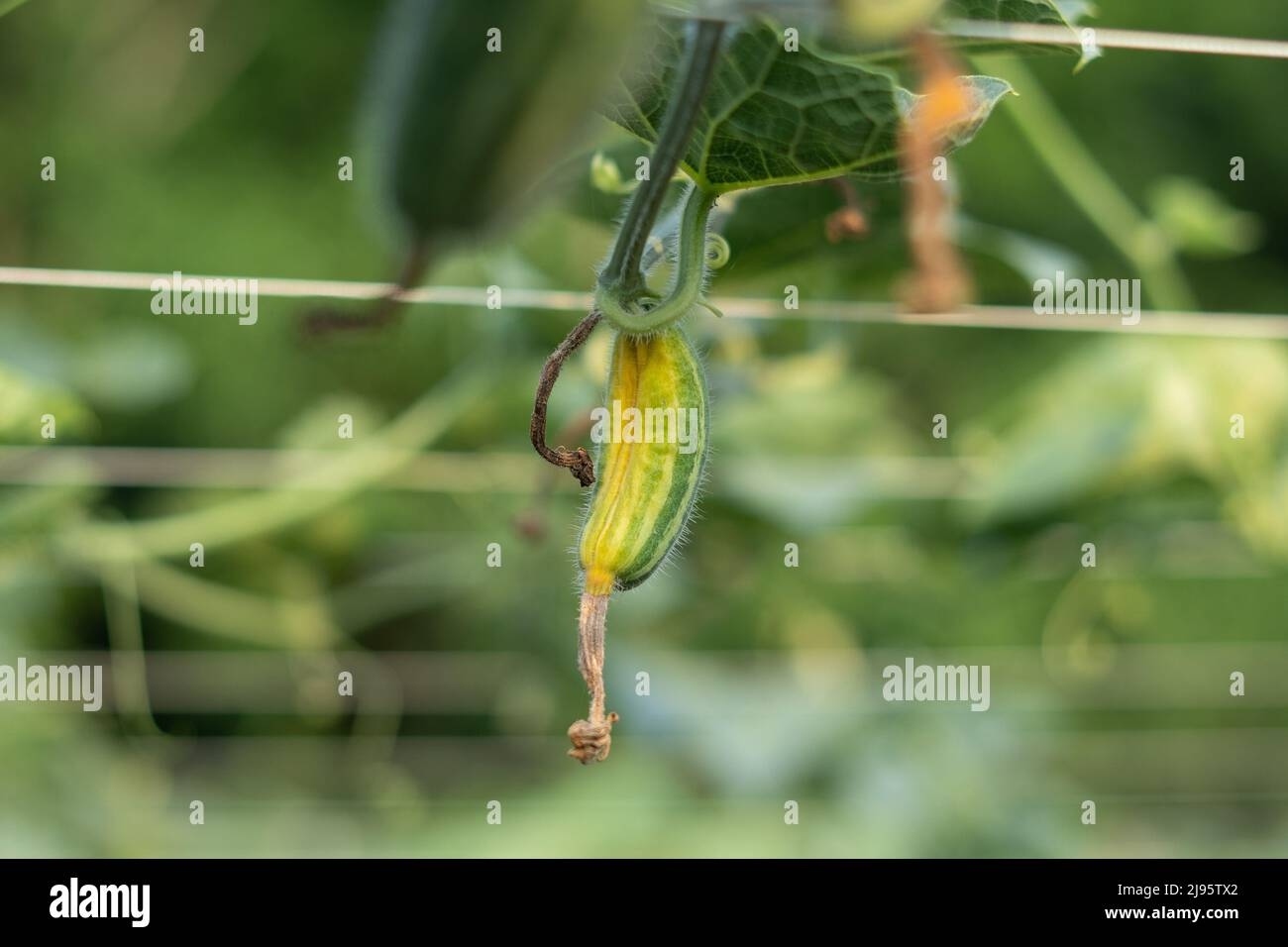 Pointed Arch Crossword Clue Hi res Stock Photography And Images Alamy