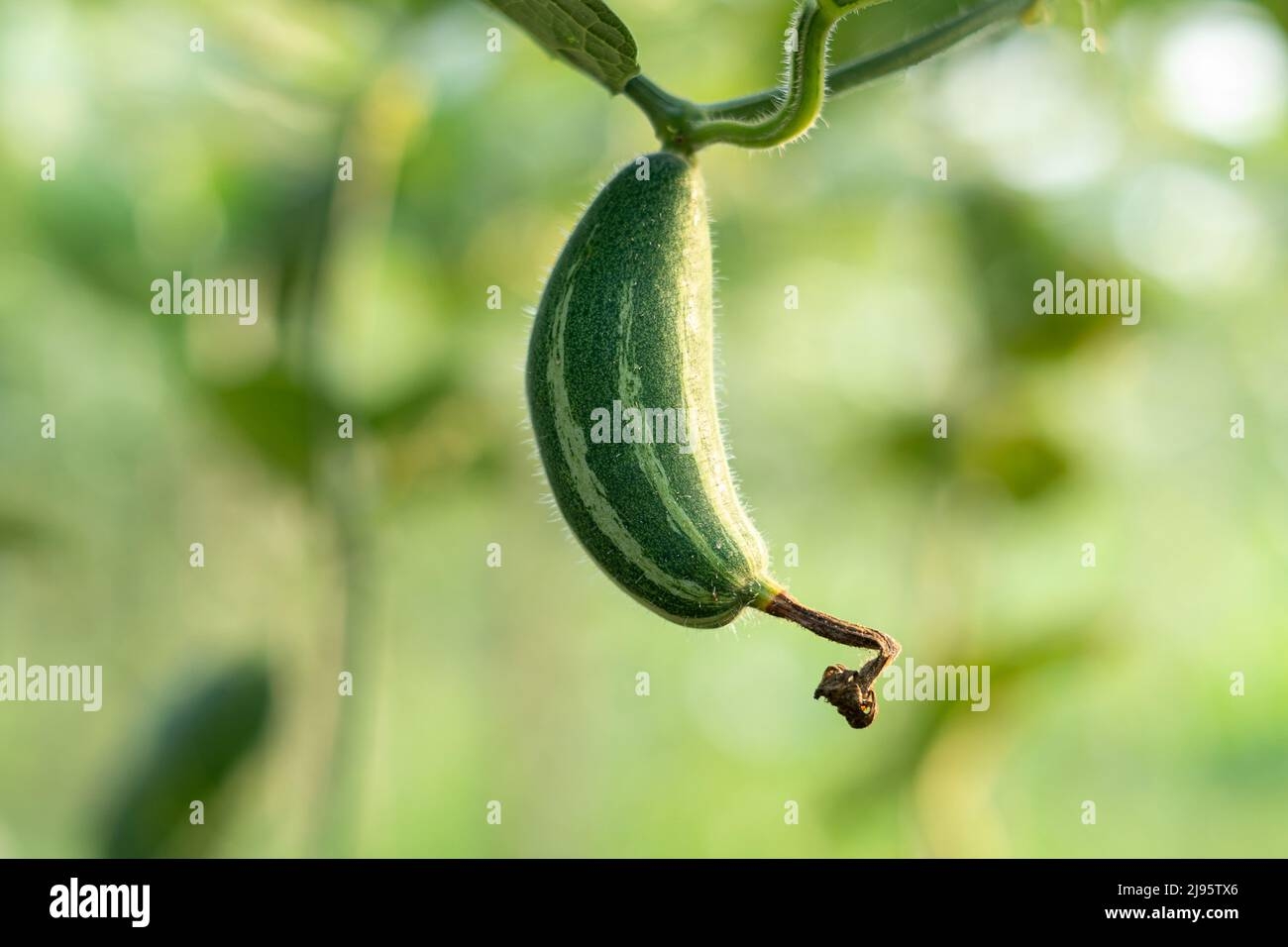crossword clue pointed arch