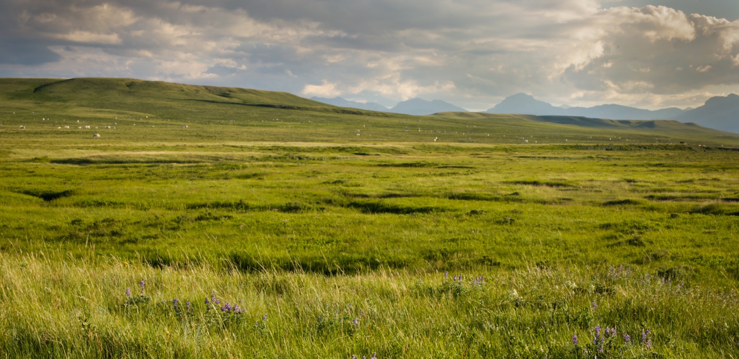 Protecting America s Grasslands The Conservation Fund