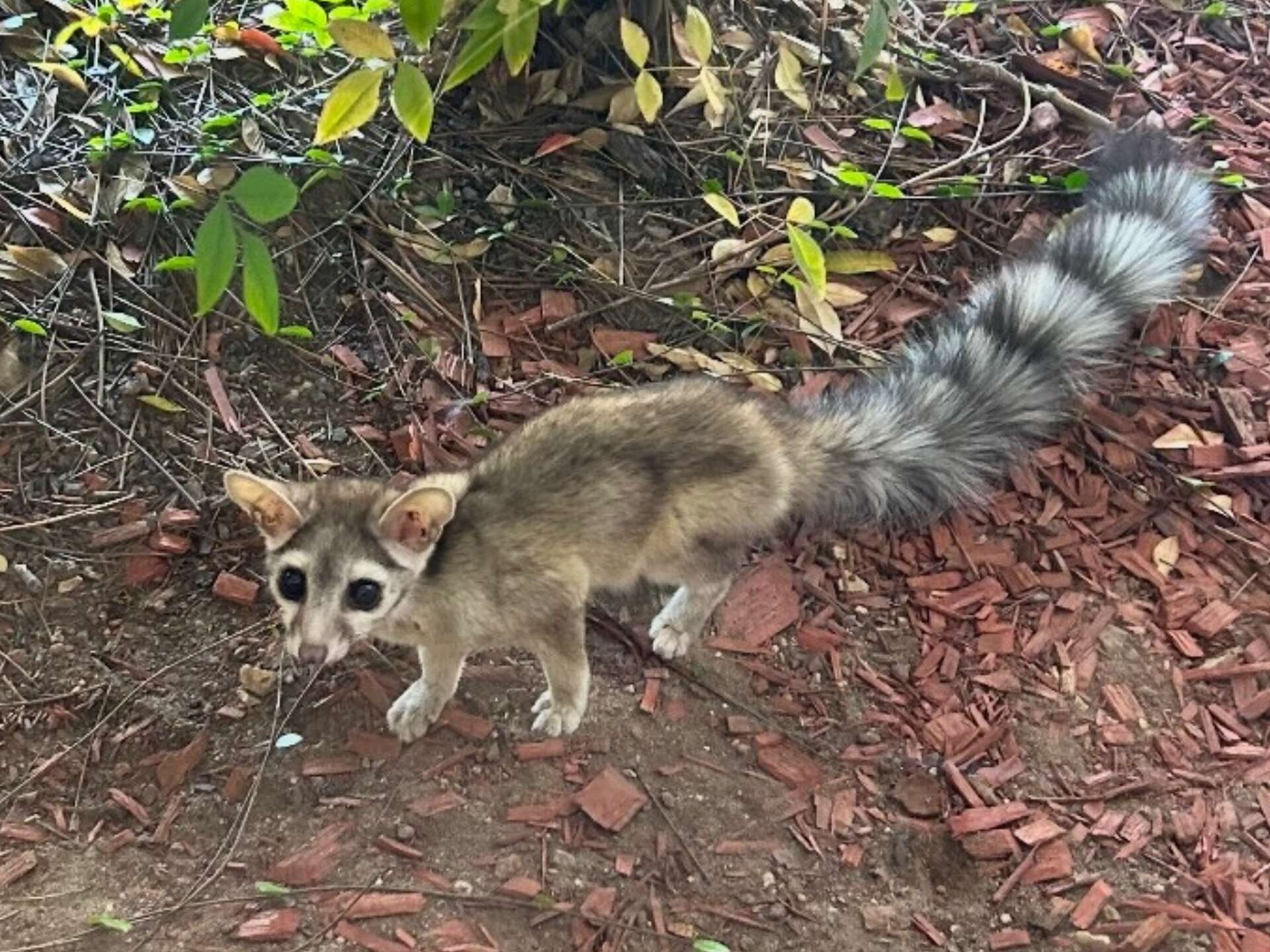 Rarely Seen Critter In Texas Spotted In San Antonio area