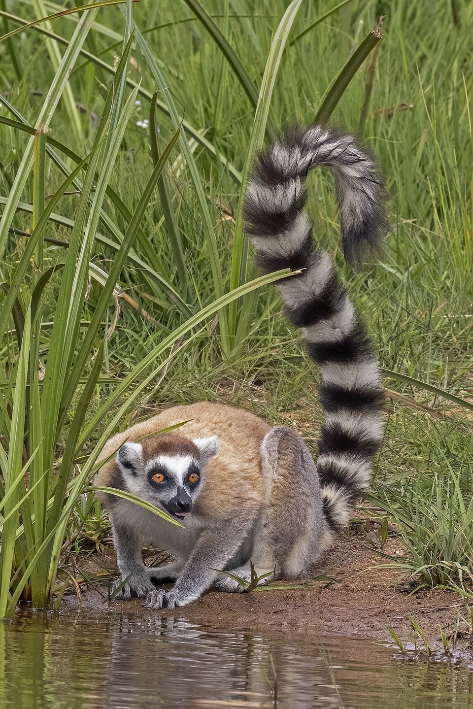ring tailed animal crossword