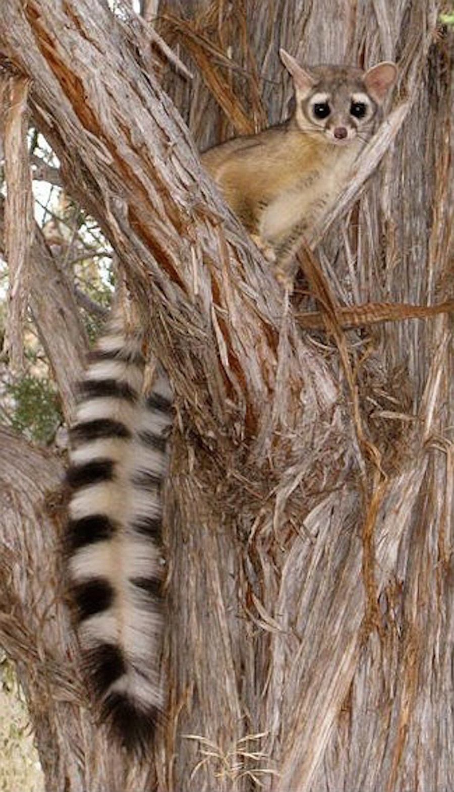 Ringtail Cats Photos Of The Cutest Animal In North America Live Science