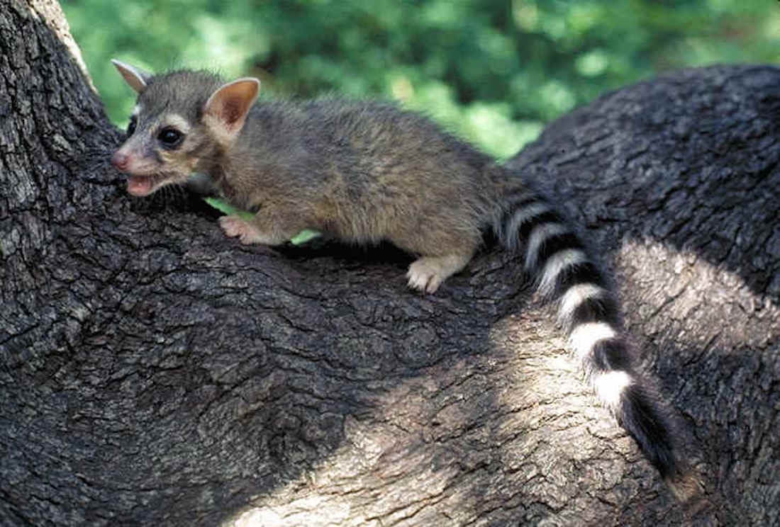 Ringtail Cats Photos Of The Cutest Animal In North America Live Science